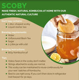 Buy Peepal Farm Kombucha Scoby and Starter Tea - 100% Natural - 400ml online for the best price of Rs. 600 in India only on Vvegano